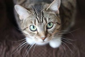 อาหารแมว-royal-canin-สำหรับแมว-1ขวบ