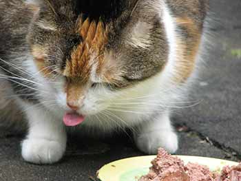 แมวกินอาหารเปียก1