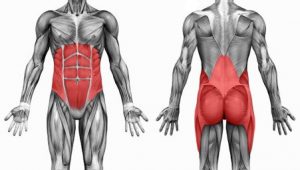 Core Muscles กล้ามเนื้อแกนกลางลำตัว