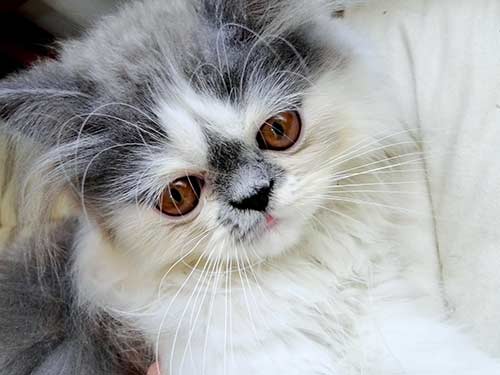 Royal-Canin-Kitten-Persian อาหารลูกแมวเปอร์เซีย
