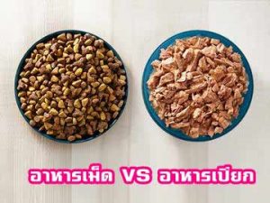 อาหารเปียก-กับอาหารเม็ด-สำหรับแมว