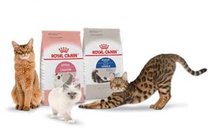 อาหารแมว-Royal-canin-อาหารแมวยี่ห้อไหนดี