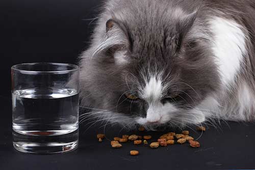 อาหารแมว-น้ำ-การทานน้ำของแมว