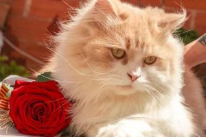อาหารแมวเปอร์เซีย-Royal-Canin-สูตร-Adult-Persian-ดีไหม