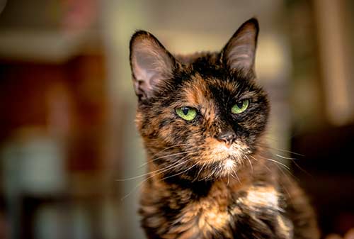 Royal-Canin-Feline-Senior-2-สำหรับแมวอายุ-11-ปีขึ้นไป-อาหารแมวสำหรับแมวสูงอายุ