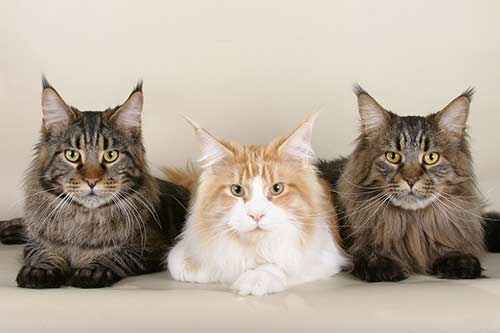 Royal-Canin-Skin-Hairball-อาหารแมว-สูตรกำจัดก้อนขน-ป้องกันก้อนขน-บำรุงผิวหนัง