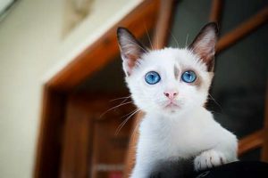 purinaone-อาหารแมว-kitten