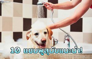 แชมพูสุนัขยี่ห้อไหนดี